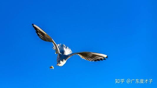 乐鱼体育在线-精神拼搏，卫冕冠军再夺宝座
